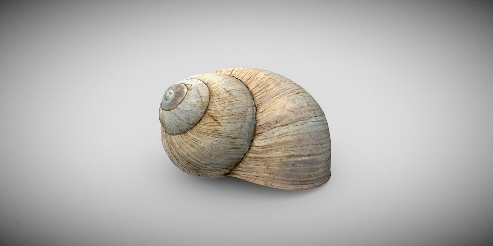 The Operculum Shell: A Look Into a Unique Marine Adaptation
