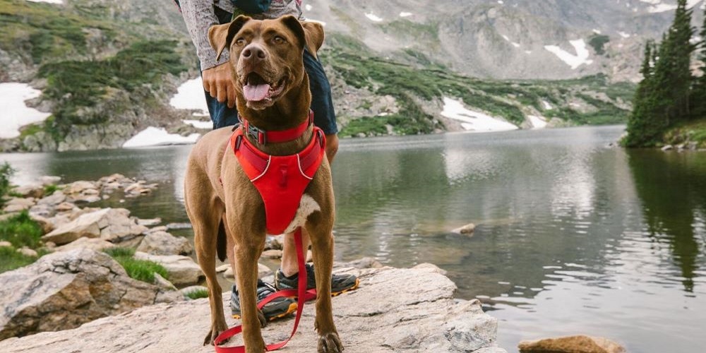 How to Choose the Right Tactical Dog Harness?